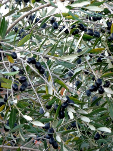 olives in puglia