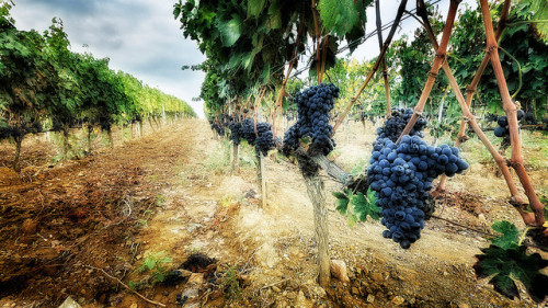 walking through a Tuscan Vineyard