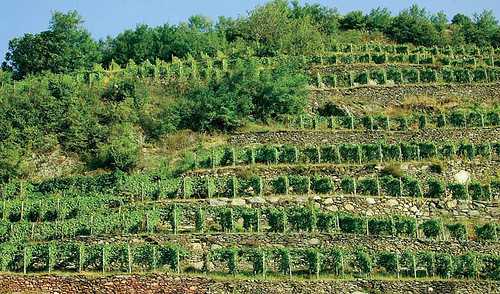 terraced vines nino negri vineyards