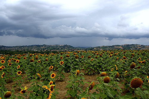 Sunflowers Ascoli Piceno