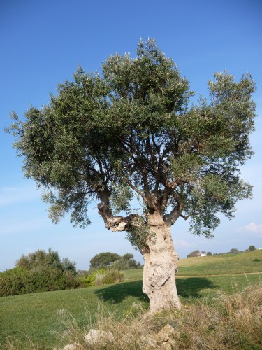borgo egnazia olive tree