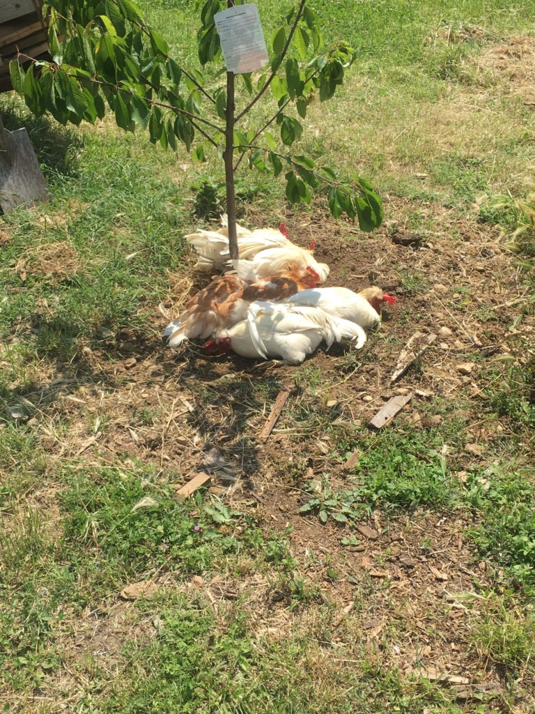 chickens at our farmstay